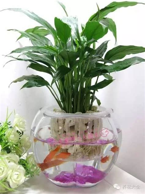 水 種 植物 風水|【水種】不可錯過的9大水培室內植物 